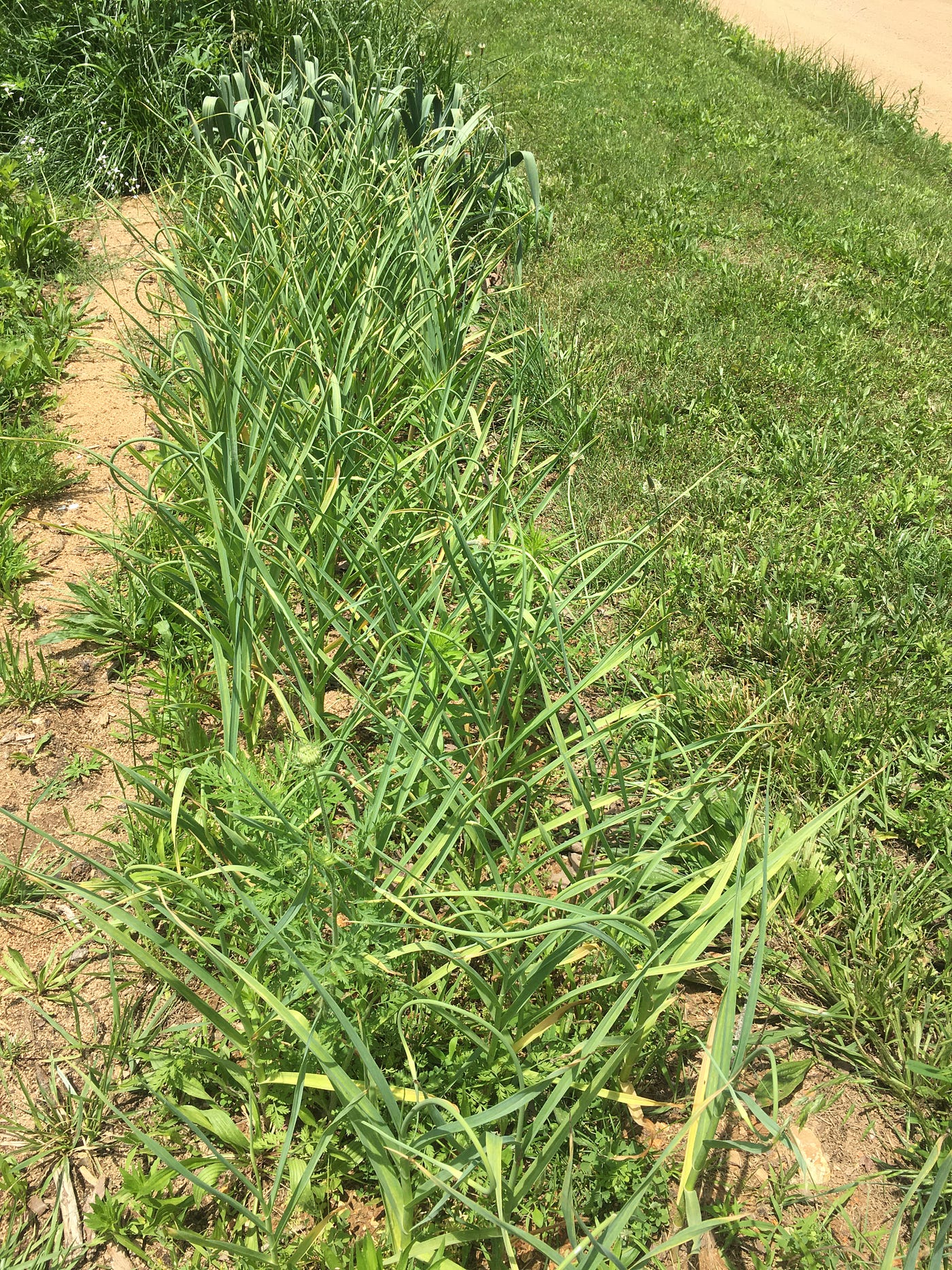 The Basics of Growing Garlic. Let’s Talk Garlic! Can You Grow It? How