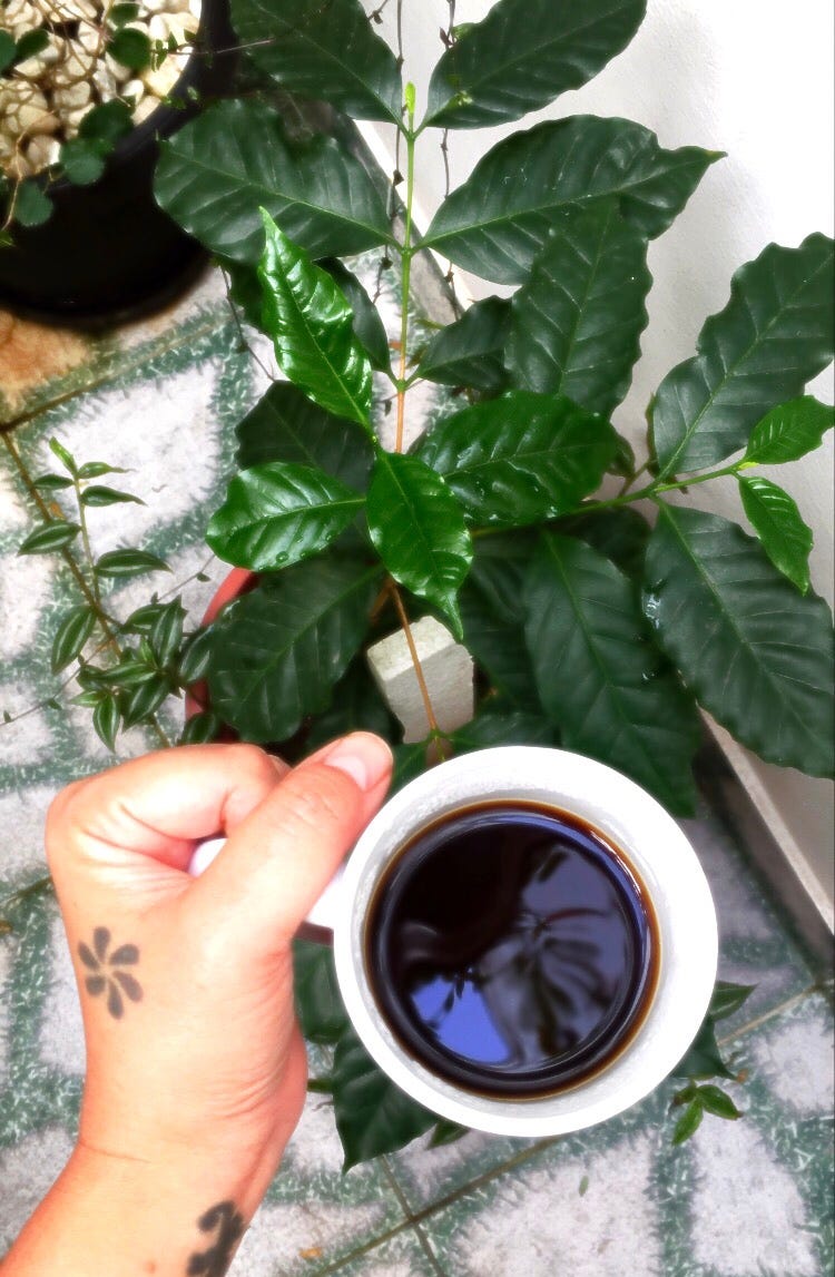 A decent and sustainable end to your coffee grounds part 1, fertilizing