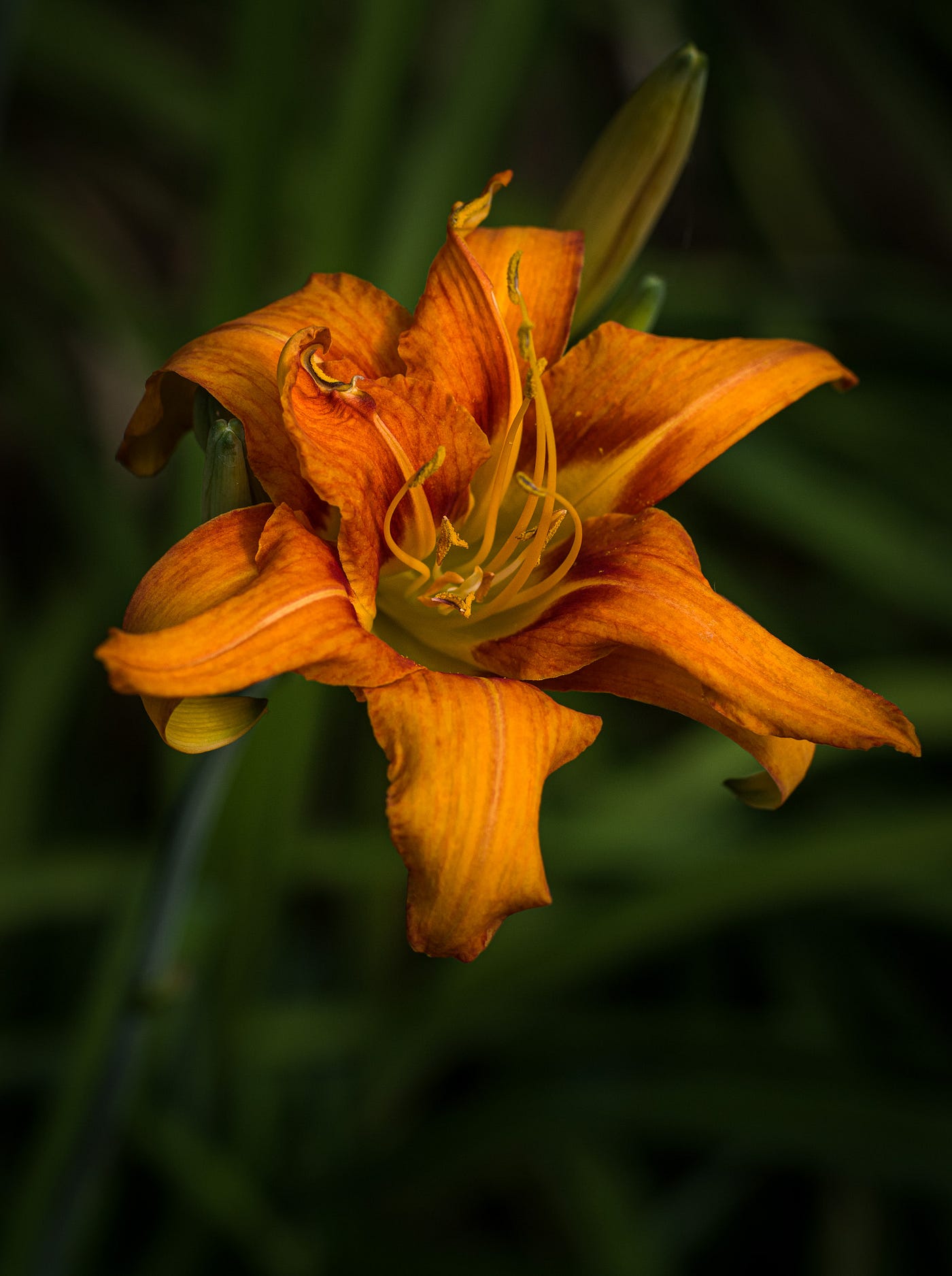 Our Daylilies Through the Lens of a Pro Photographer | by Louise ...
