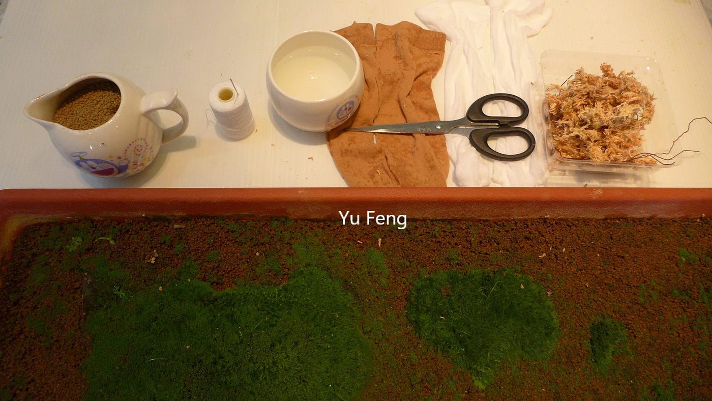 苔蘚學堂 糖果襪苔球寶寶的製作 材料 By Yu Feng Medium