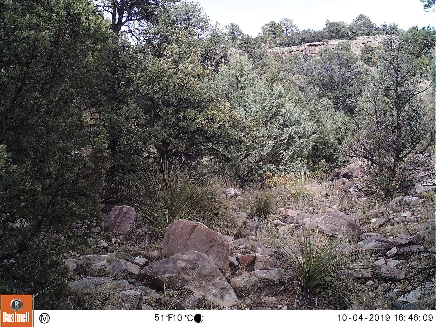 Elk is out of photo and mountain lion is starting to emerge