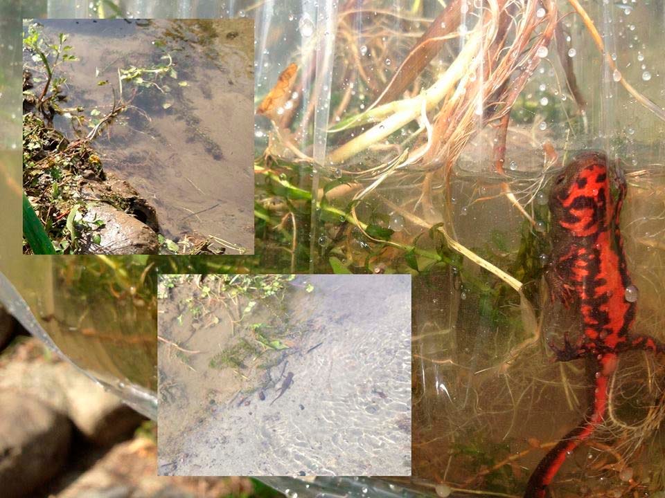 イモリとヤモリの違いは ホタル祭り前の川掃除で川藻と一緒にイモリ放り上げていた人にイモリをつまんで 刺身 By Ts 田中 Tanasaku Log Medium