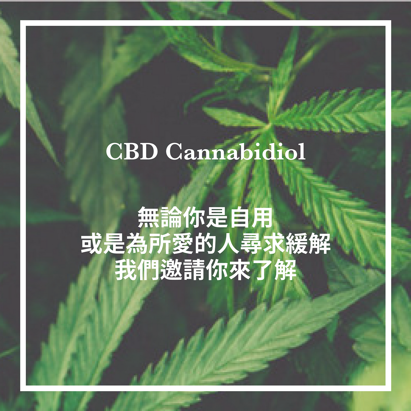 Cbd Official Channel 漢麻產業新聞台 Medium Cbd Official Channel 漢麻產業新聞台 Medium