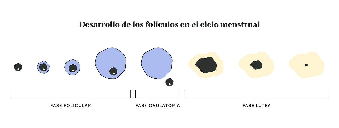 desarrollo foliculo ovulacion fase folicular lutea ciclo menstrual cicla