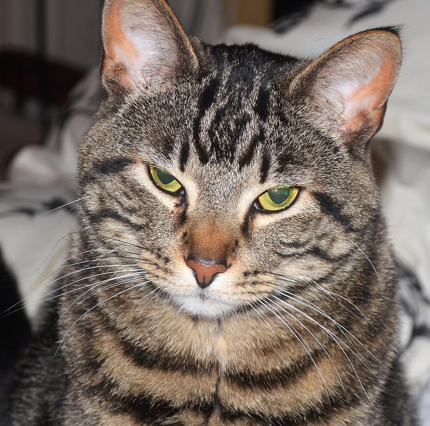 cat