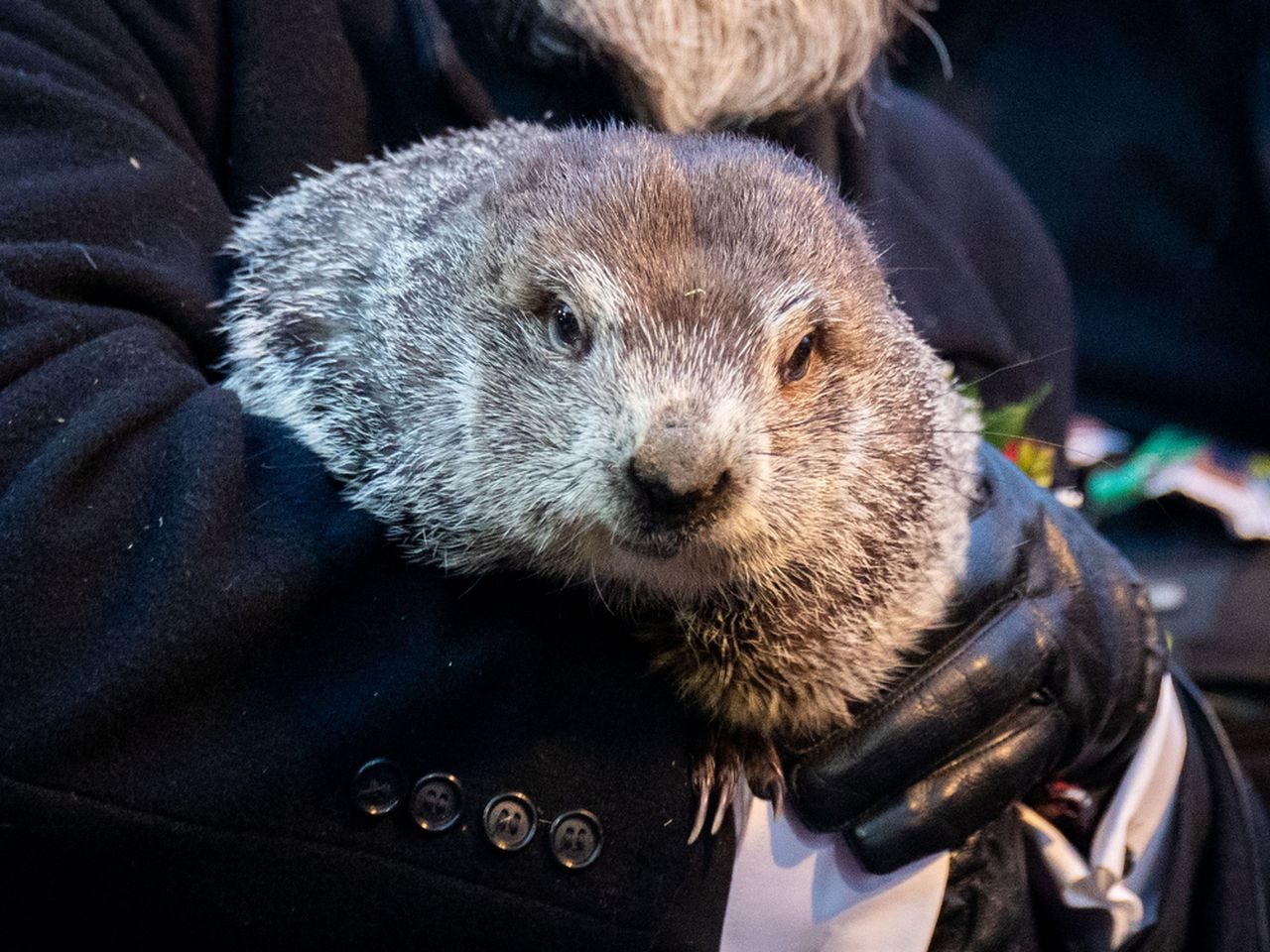 Punxsatawny Phil on Groundhog Day 2022