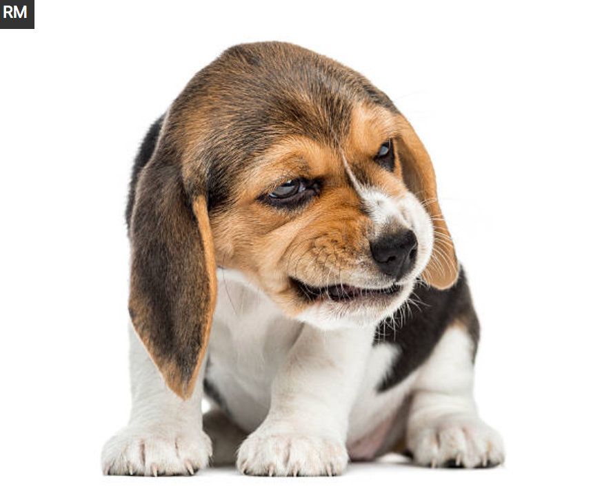 Sabes por qué gruñe tu perro? conoce las diferencias y no te asustes | by  DogCrowd | Medium
