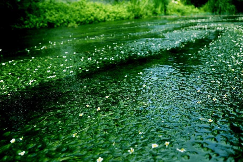 5 8 仔細一看 流水冒出小花來 夏季限定的小梅花藻 煩人的梅雨期剛剛完了 真是急不及待要收拾行裝 到戶外感受一下久違了的陽光 雖然溫 By 是日太郎