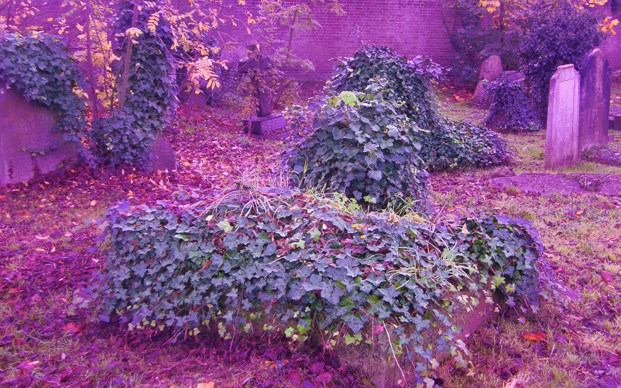 Ivy-covered graves