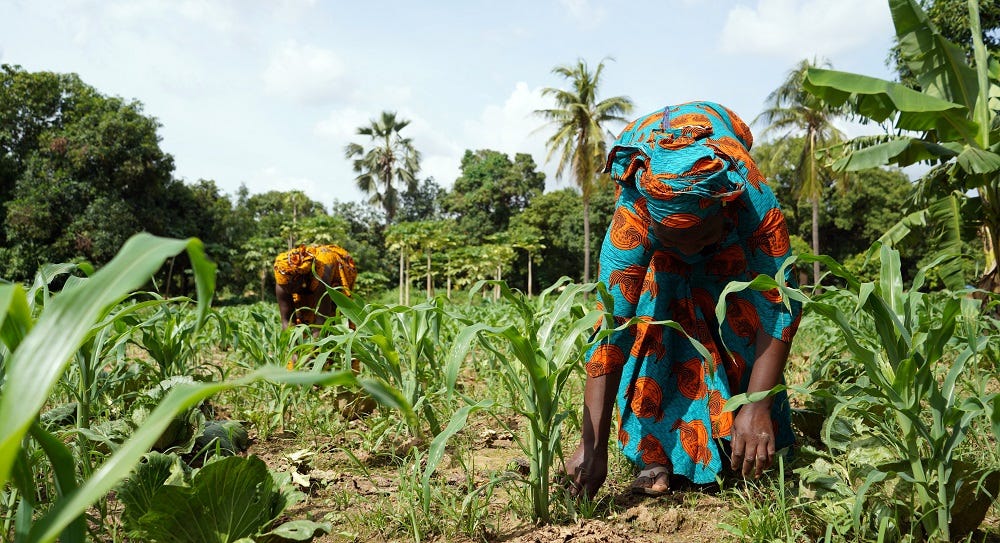 Women wearing colourful clothes and working in a maize field with palm trees in the background