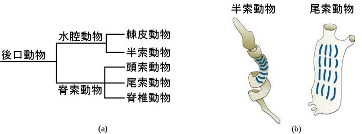 生物学 第2版 第28章 無脊椎動物 Japanese Translation Of Biology 2e By Better Late Than Never Medium 生物学 第2版 第28章 無脊椎動物 Japanese Translation Of Biology 2e By Better Late Than Never Medium