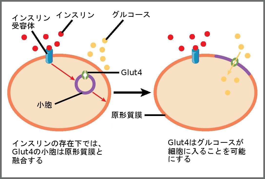 生物学 第2版 第7章 細胞呼吸 Japanese Translation Of Biology 2e By Better Late Than Never Medium