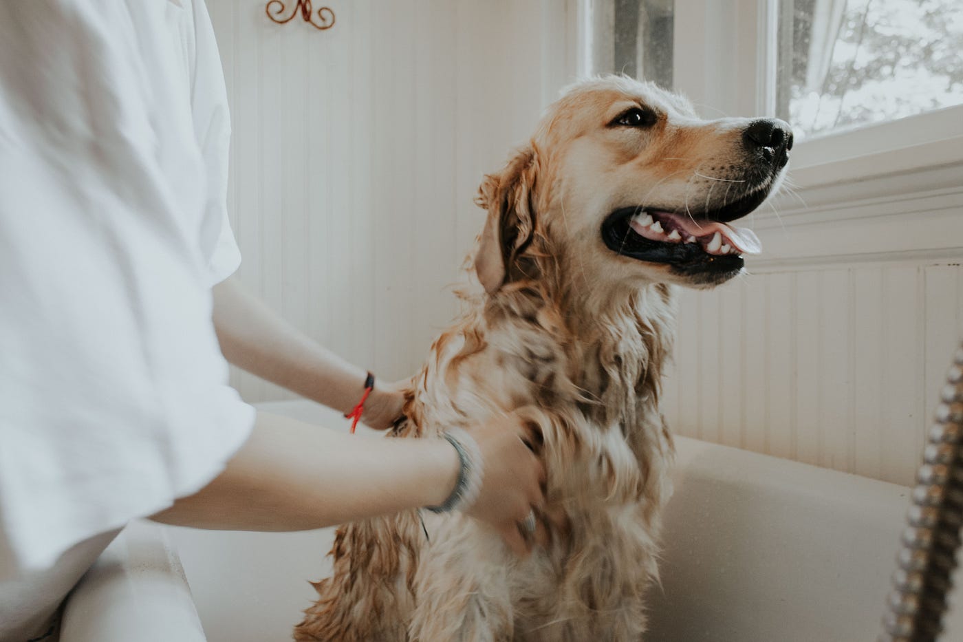 Come fare il bagno al cane senza che paia ci sia stato un allagamento! | by  Pina Russo | Educare il cane | Medium