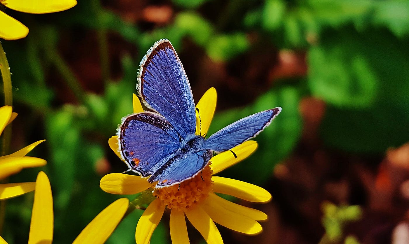 A butterfly