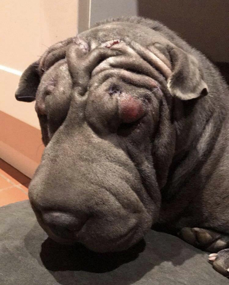 why are shar pei dogs so wrinkly