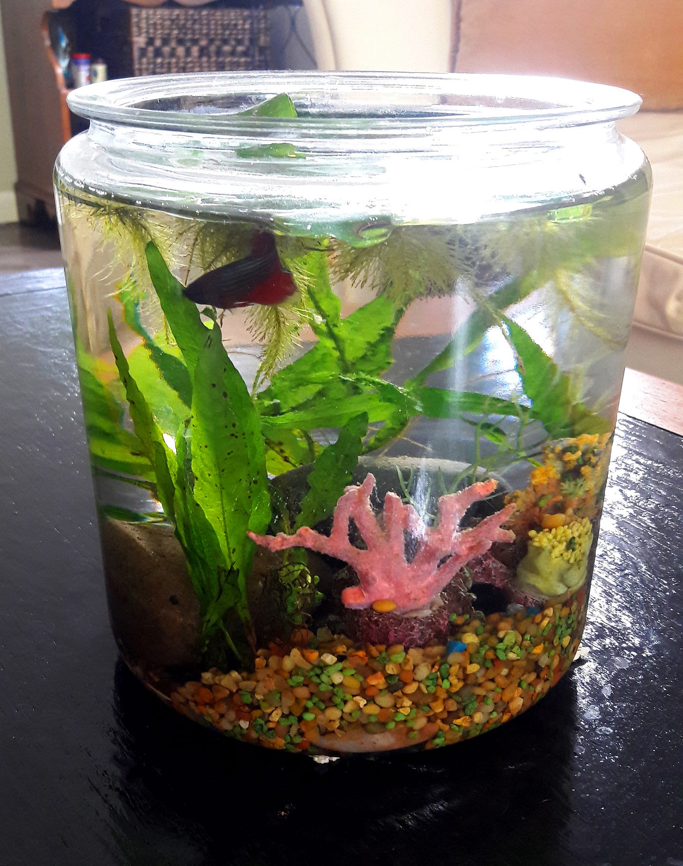 第一次養鬥魚就上手 無地自容的黑歷史 說到養魚就要把我以前的黑歷史拿出來 By 俄勒岡小婦人 Medium