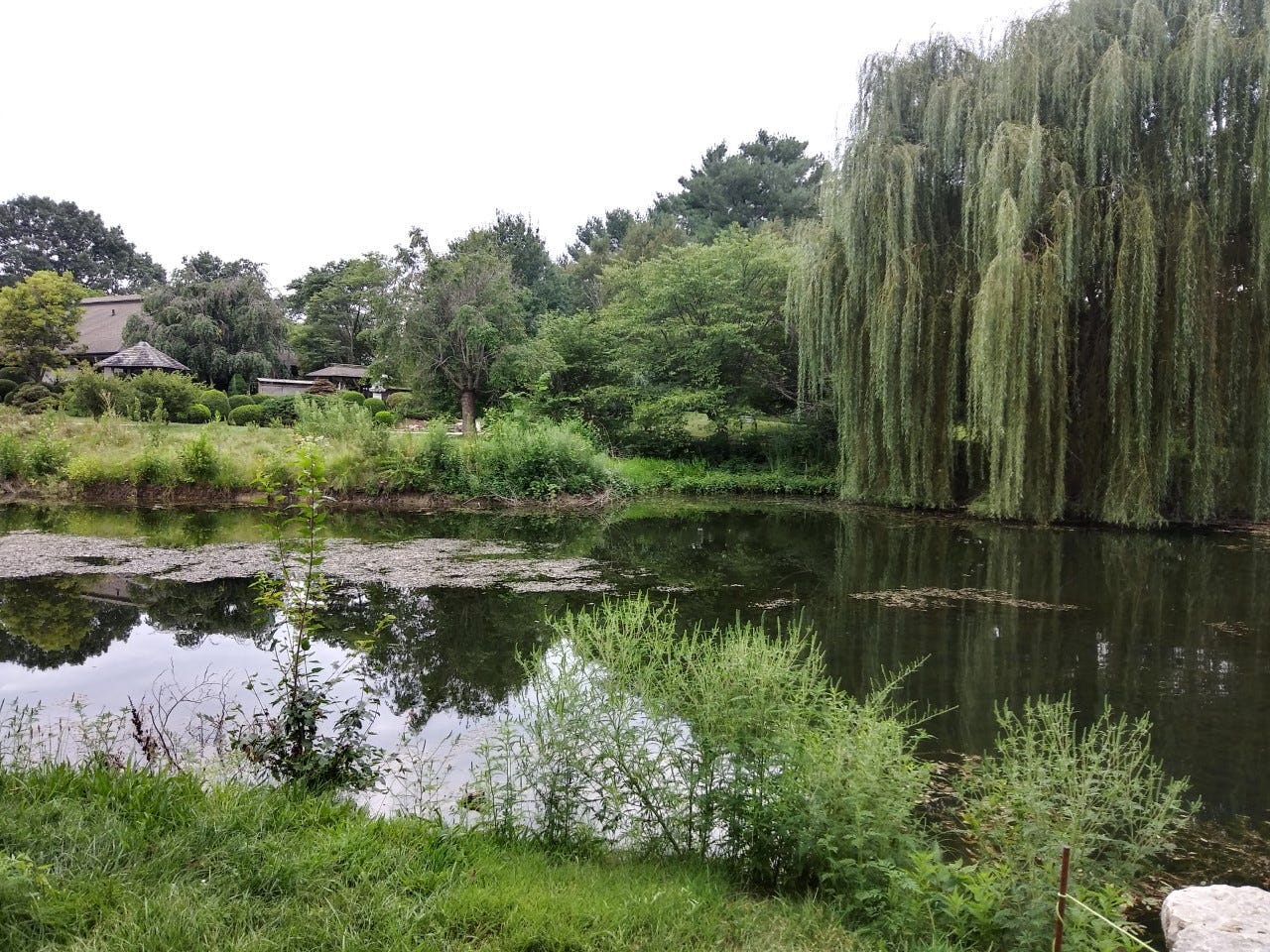 A pond surrounded by several trees including a weeping willow in a Japanese garden with Japanese-style house in background.