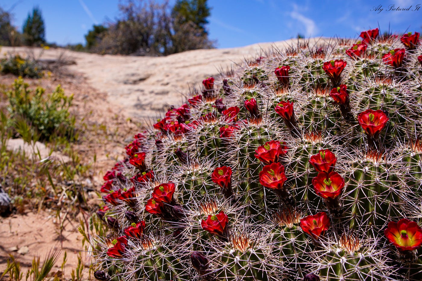 A scarlet hedgehog cactus blooming in early spring