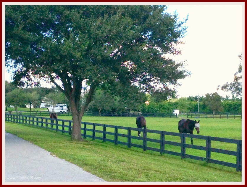 Palm Beach Point in Wellington FL Equestrian Homes for Sale Market