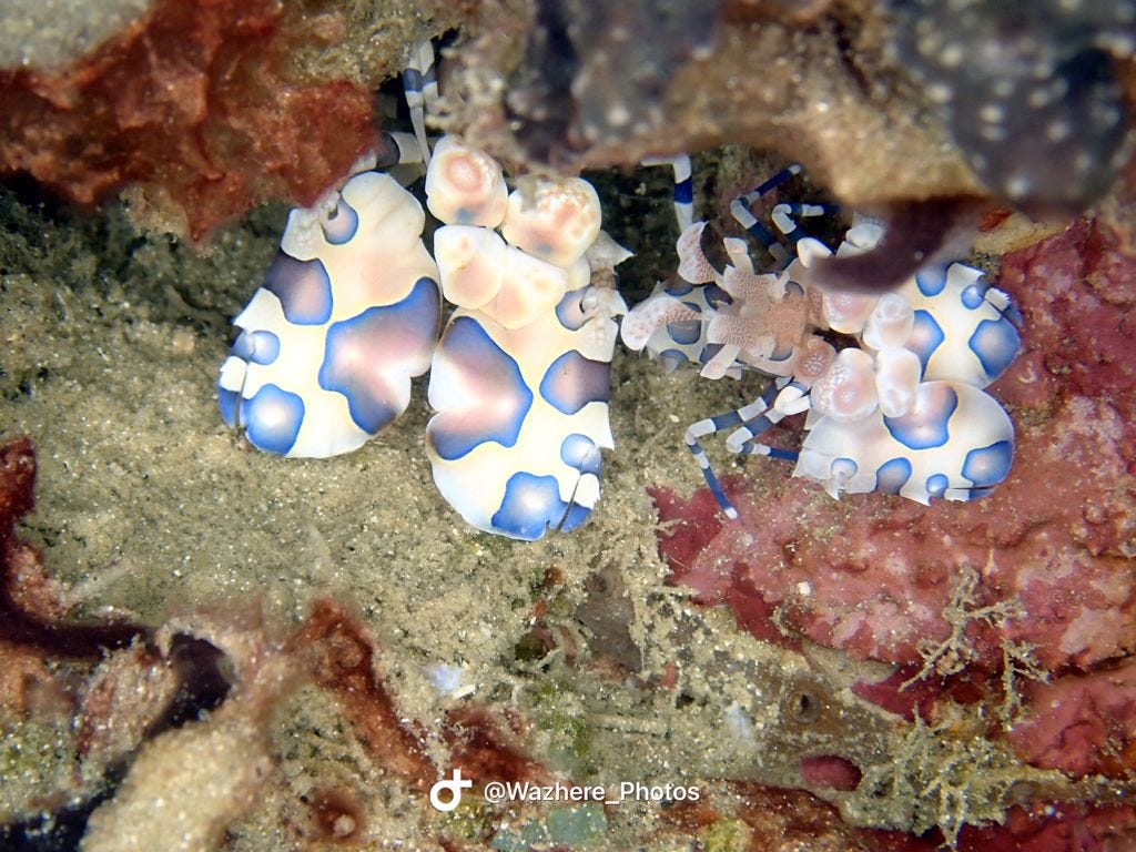 ar“Muck Diving” in Indonesia. What is “Muck Diving”? by PADI