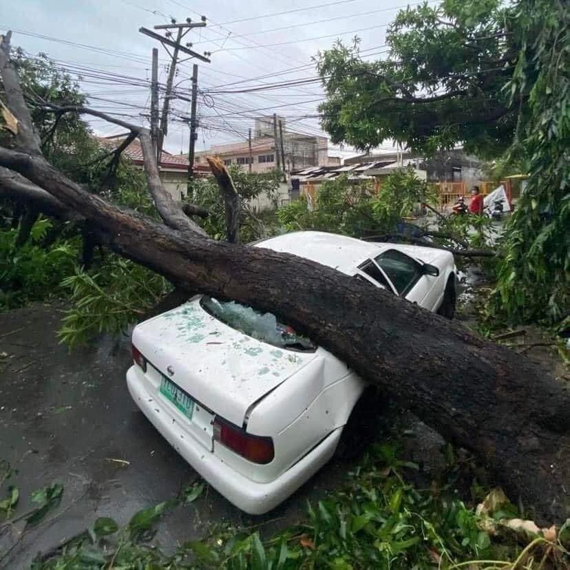 A picture of a car that is pinned down by a fallen tree