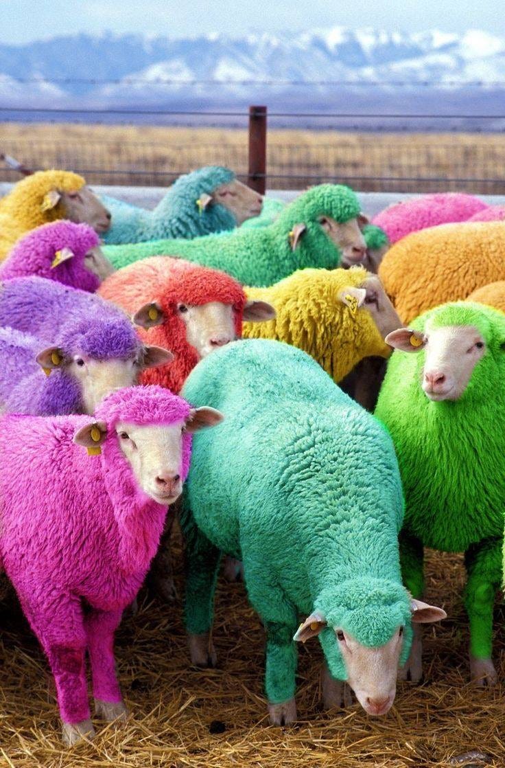 Rainbow Sheep. I love sheep. They are one of the most… by Kristy Landgren Medium
