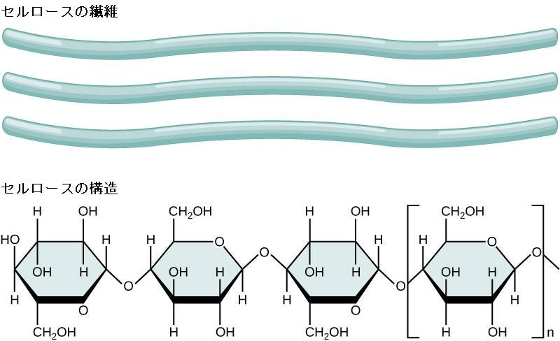 生物学 第2版 第31章 土壌と植物の栄養摂取 Japanese Translation Of Biology 2e By Better Late Than Never Medium