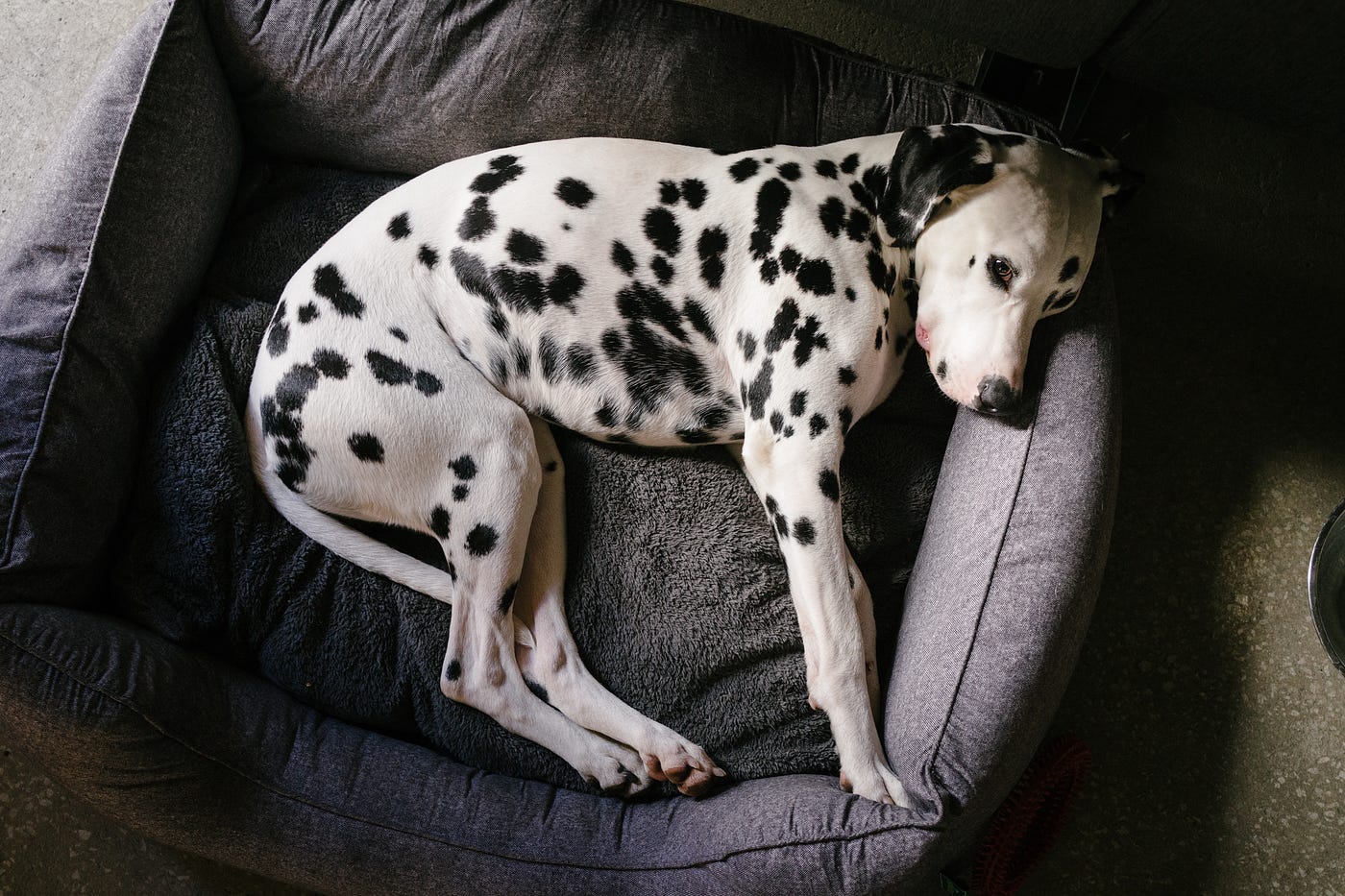 are dalmatian noisy