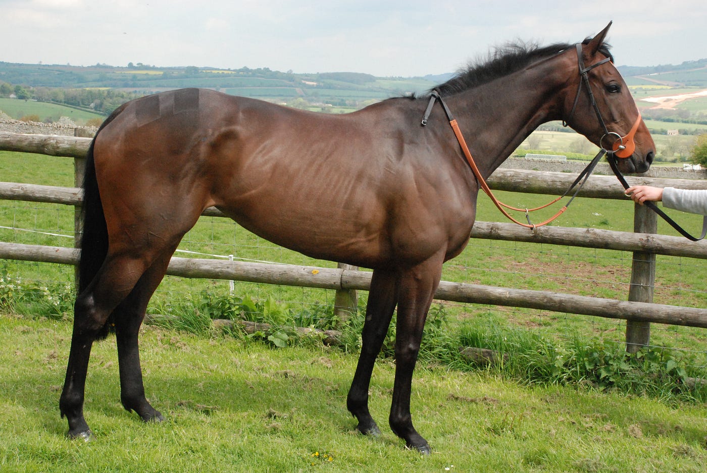 14+ Taunton horse racing fast results best tips 