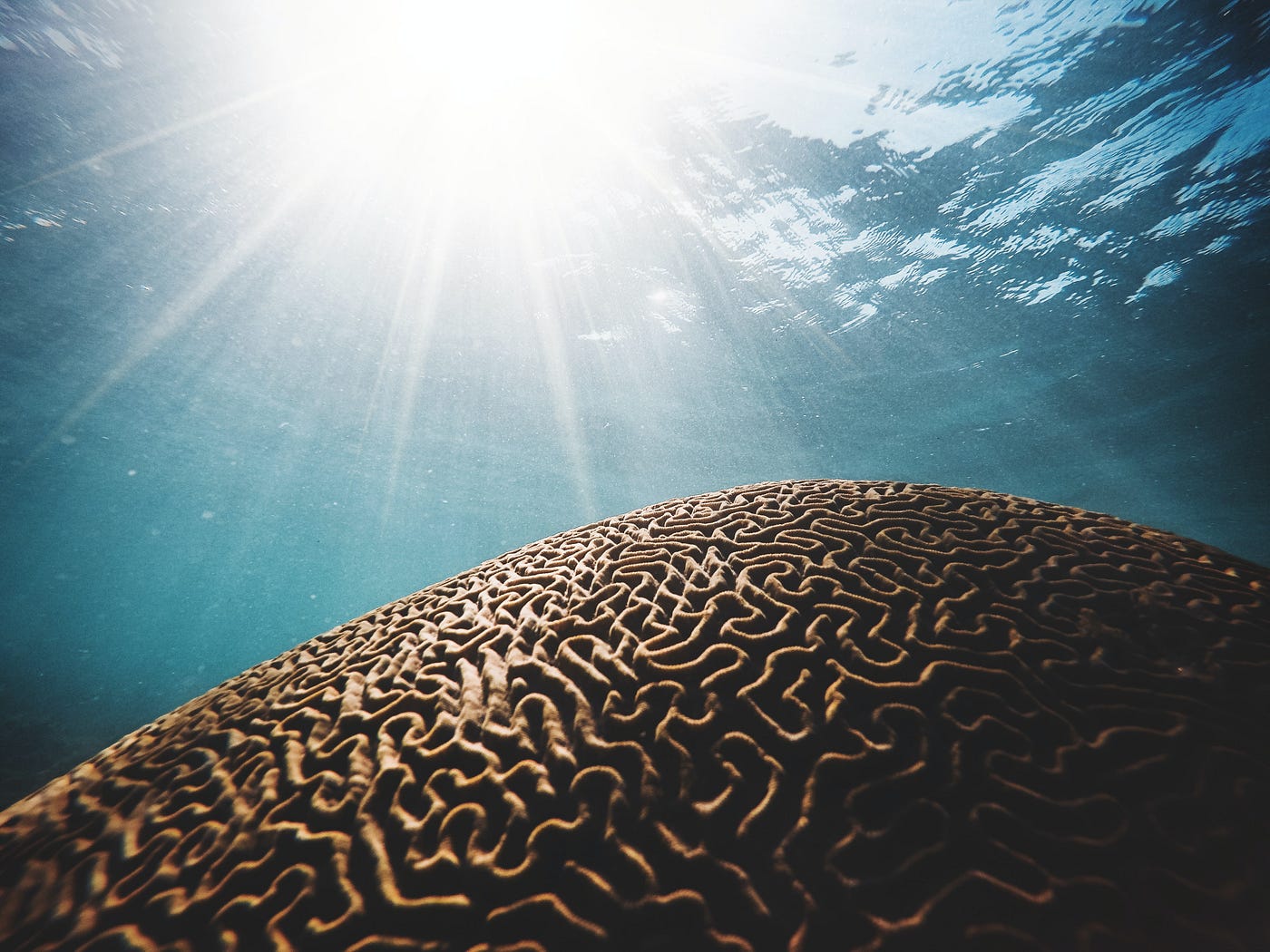 It looks like coral under water.