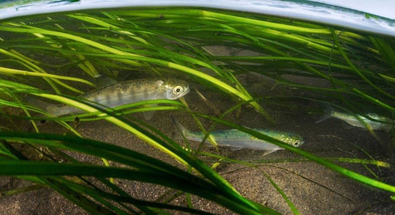 The Salmon Nursery. a story by David Wolman | by World Ocean Forum | World  Ocean Forum | Medium