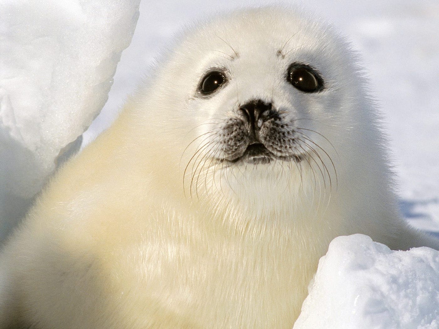 How Humans Are Evolving Into Harp Seals Maternity Challenges In A Corporate World By Jcsezspeak Medium