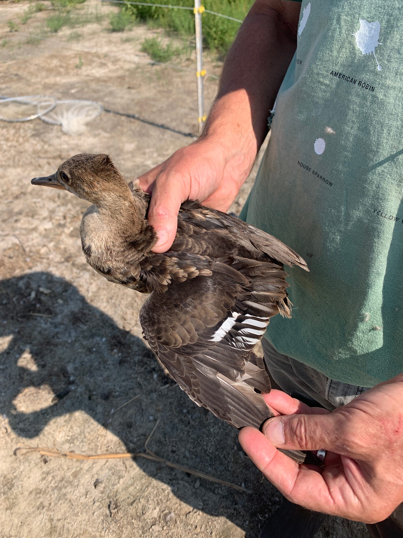 A biologist holds a female hooded merganser and is showing the wing feathers