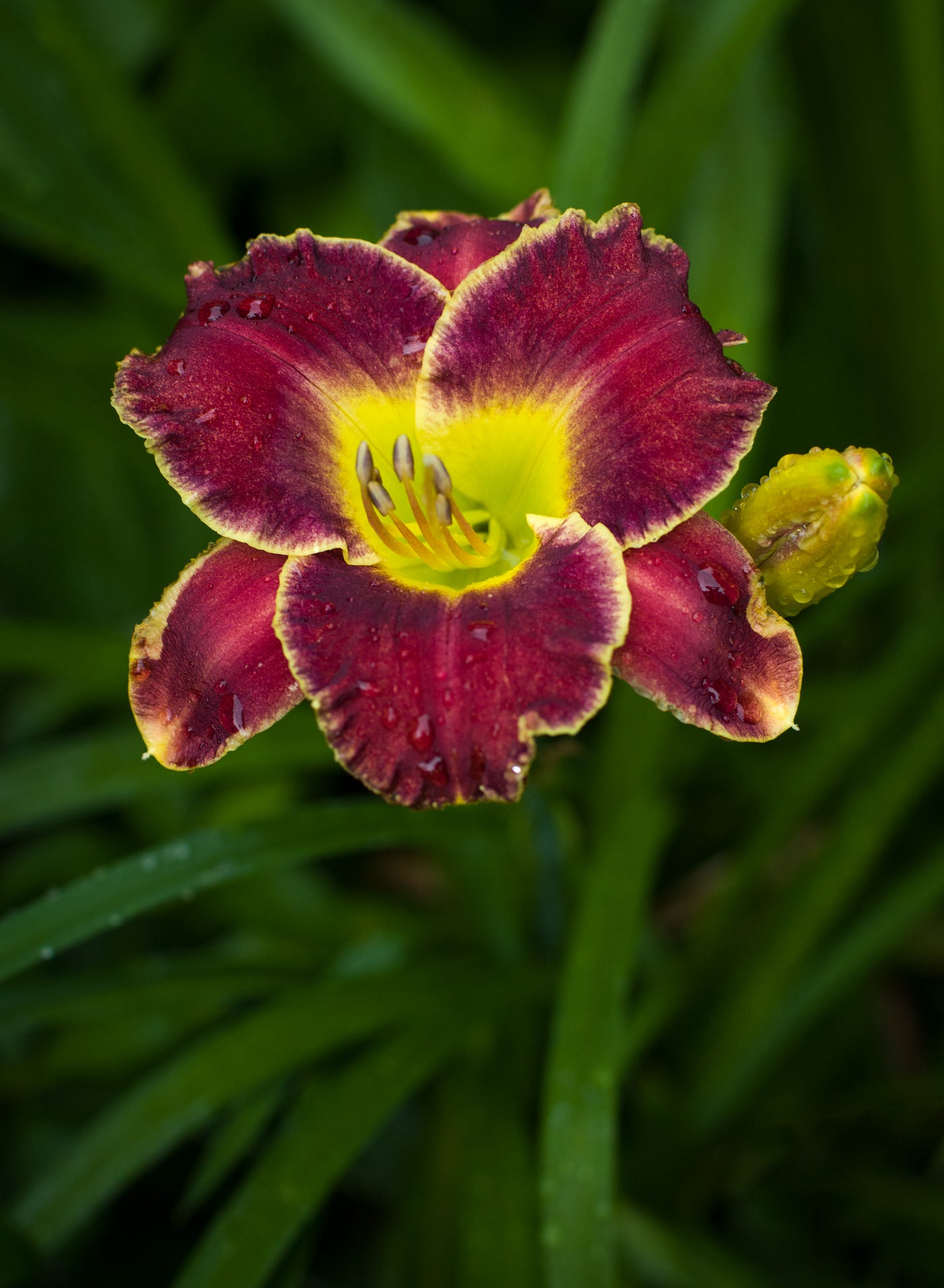 Our Daylilies Through the Lens of a Pro Photographer | by Louise ...