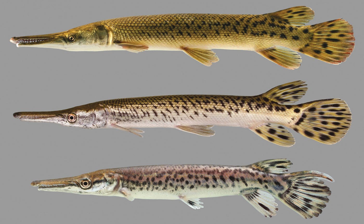 3 gar of different ages