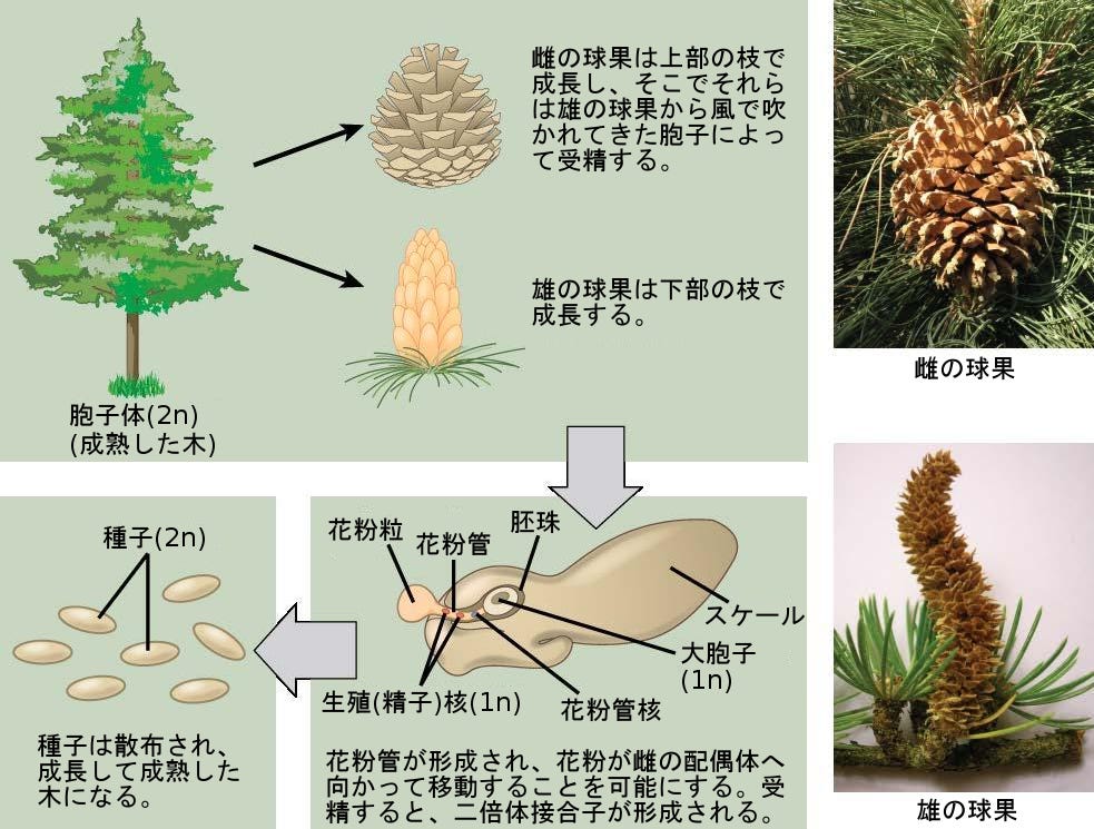 生物学 第2版 第32章 植物の生殖 Japanese Translation Of Biology 2e By Better Late Than Never Medium 生物学 第2版 第32章 植物の生殖 Japanese Translation Of Biology 2e By Better Late Than Never Medium