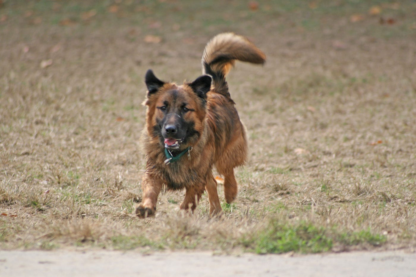 please leash your dog