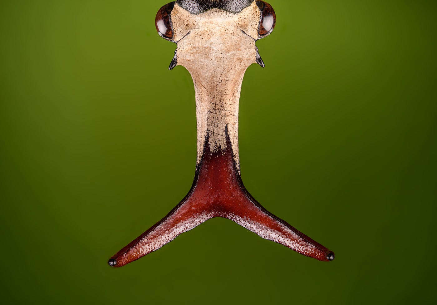 My Journey into Extreme Macro. The Big Hobby of the Tiny | by Ferdy  Christant | Ferdy Christant