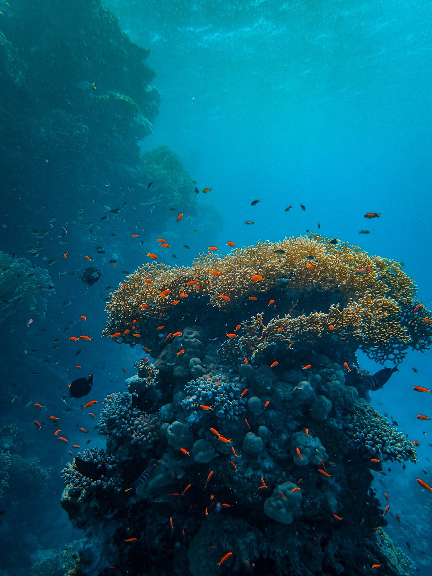 Black and brown coral reefs.
