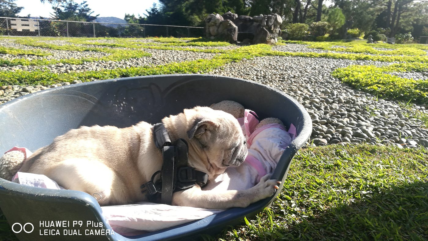 Where dogs go to die. "Our invitation stands, Ouie ☺️" reads… by J