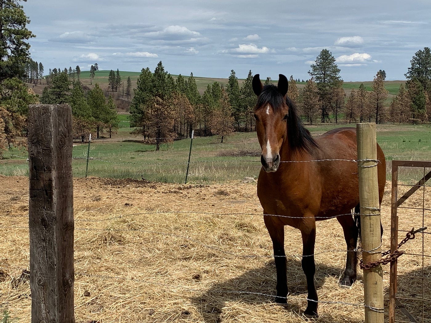 Horse in a pasture against background of green rolling hills in Malden, WA