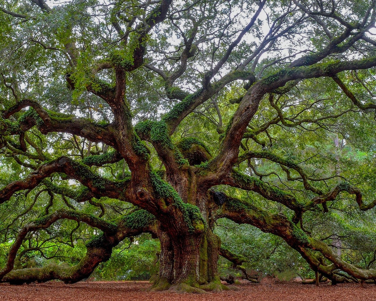An old, giant oak tree
