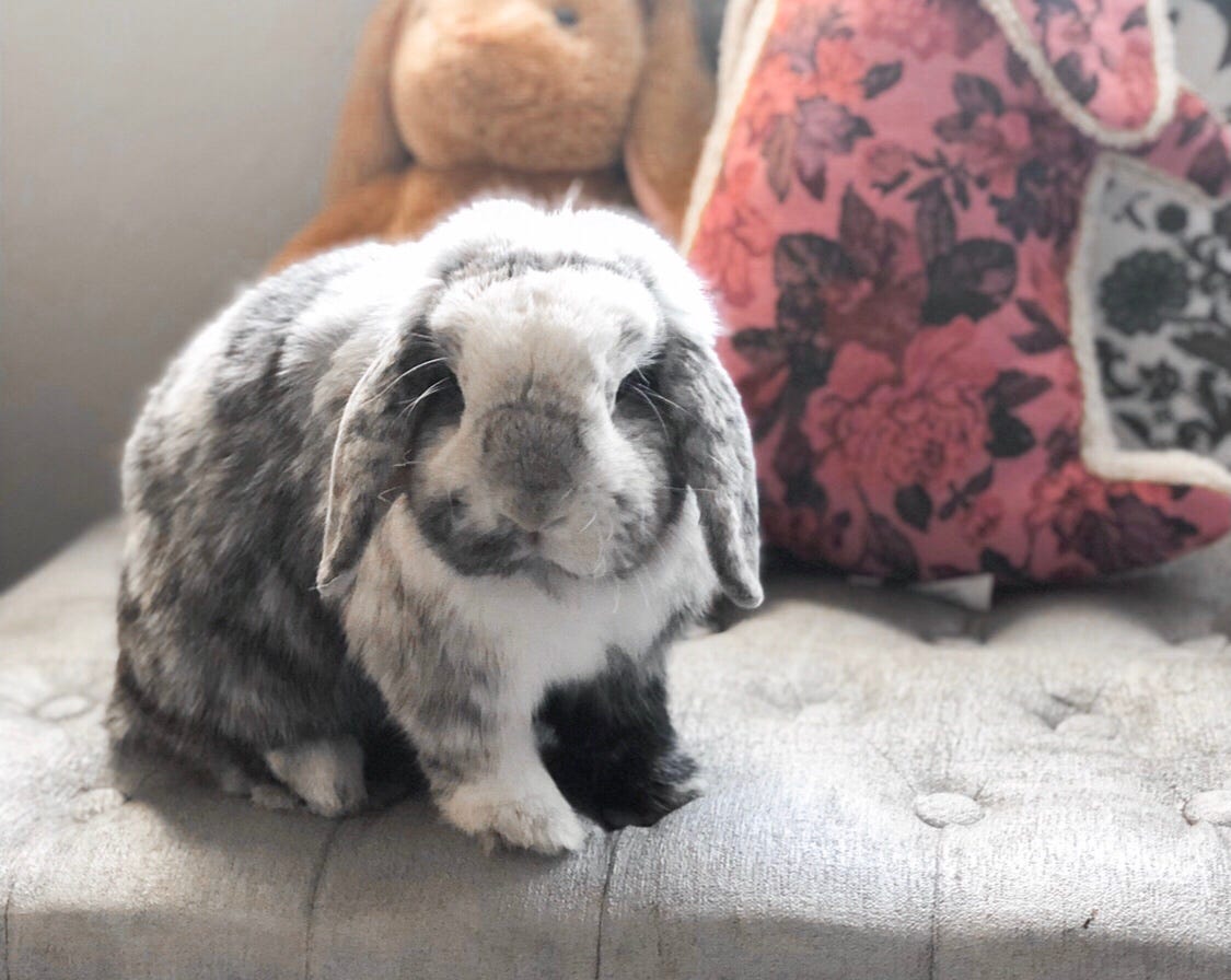 5 Reasons Why You Should Own Rabbits at Least Once in Your Life | by ...