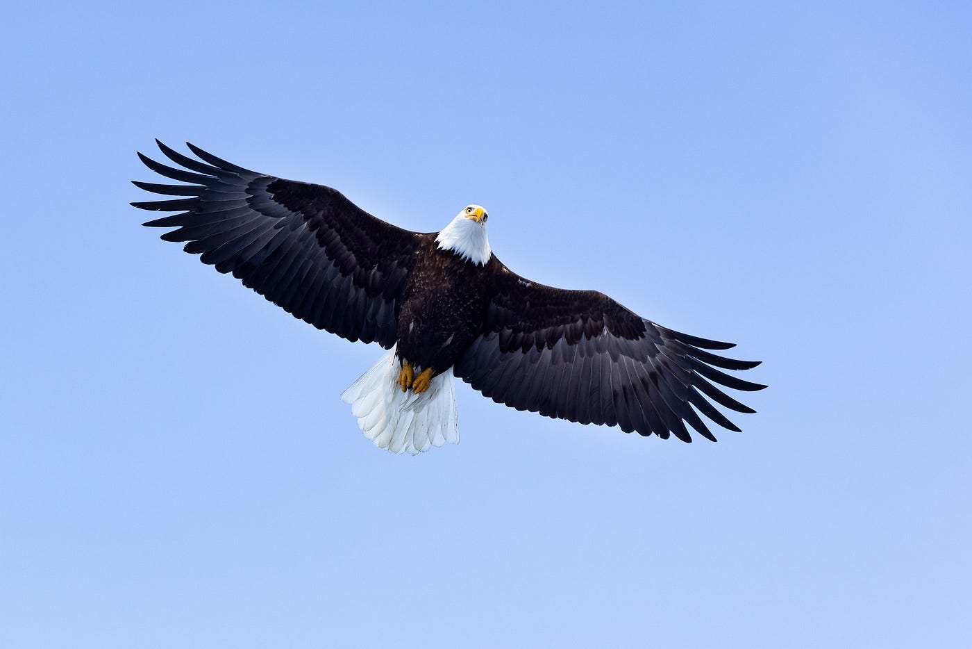 View looking up at a bald eagle soaring