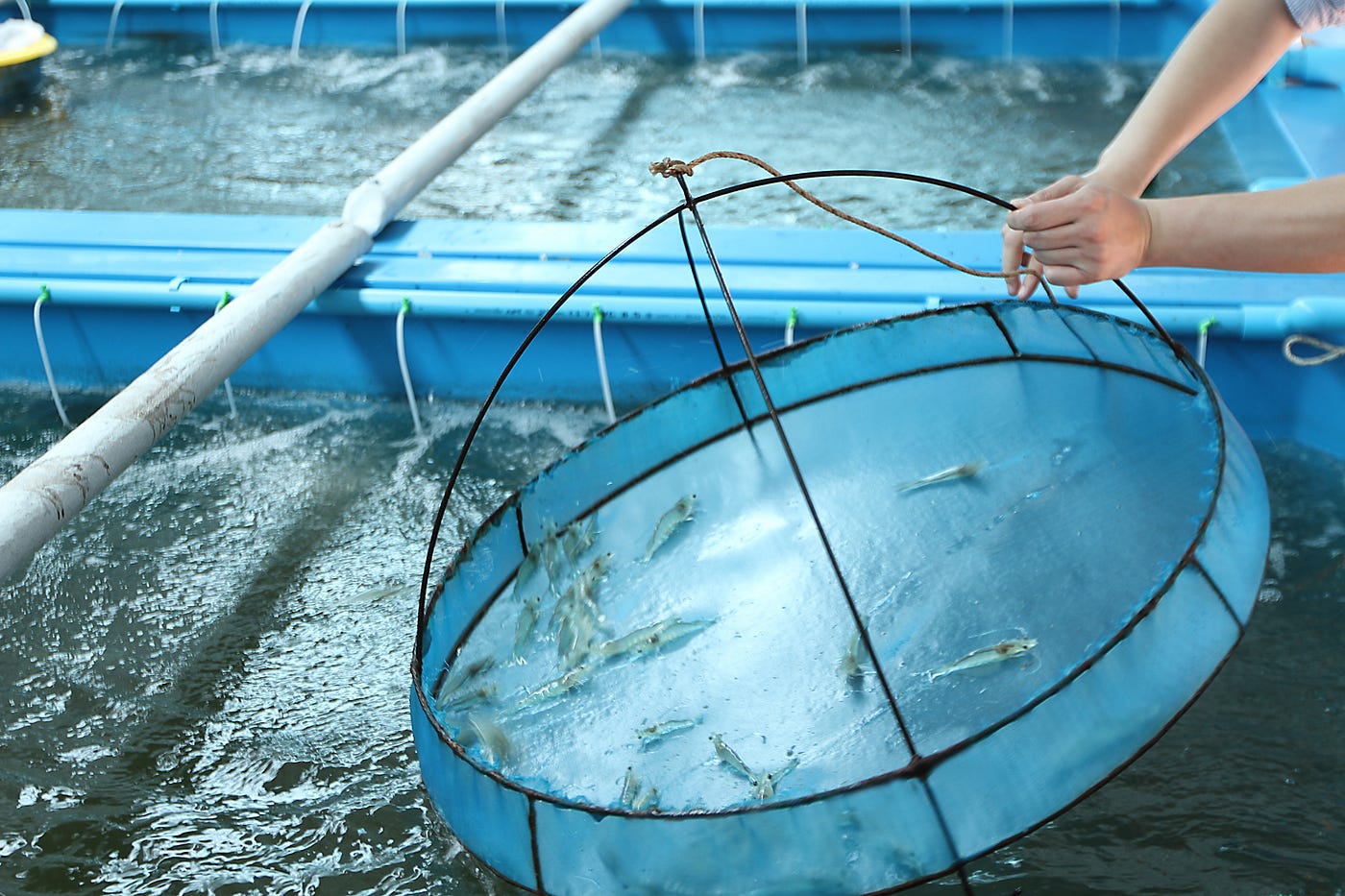 5 Best Practices for Shrimp Farming by Rubicon Resources