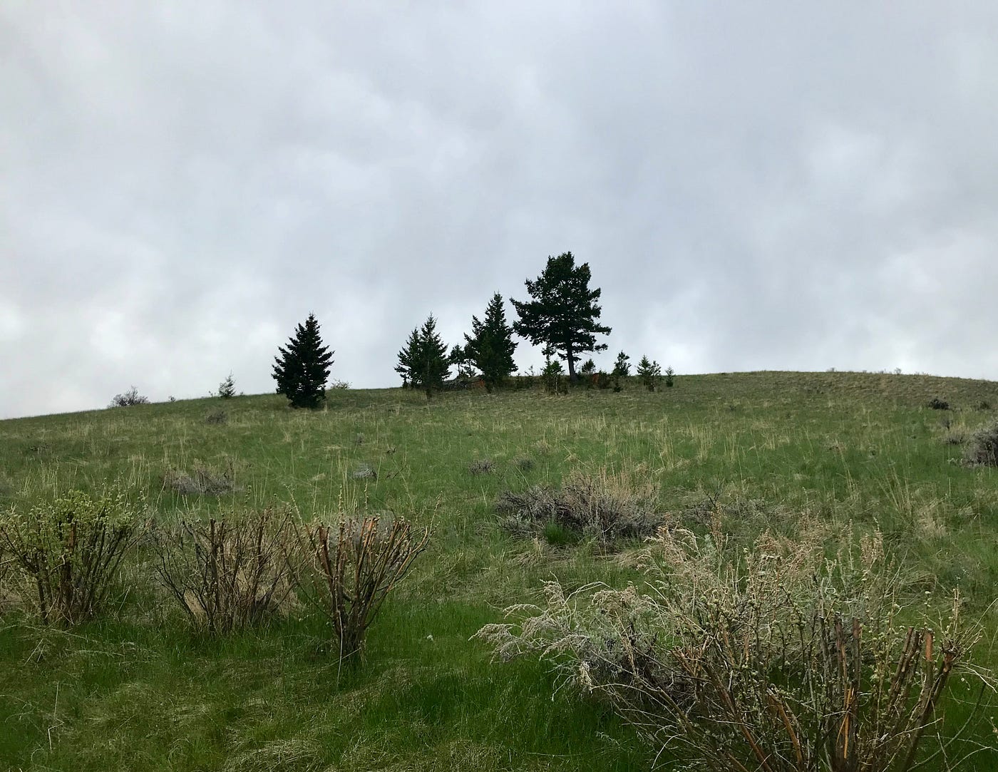 A Montana landscape: hillside with trees and shrubs under a cloudy sky