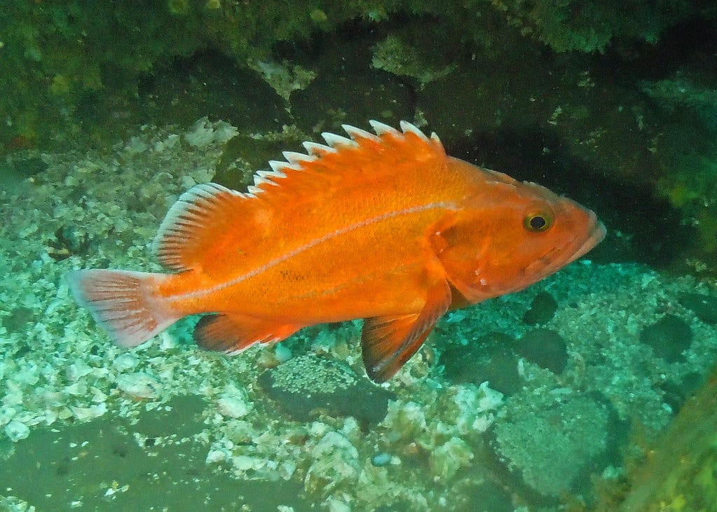 Be a part of sustainable rockfish management in Puget Sound Take our