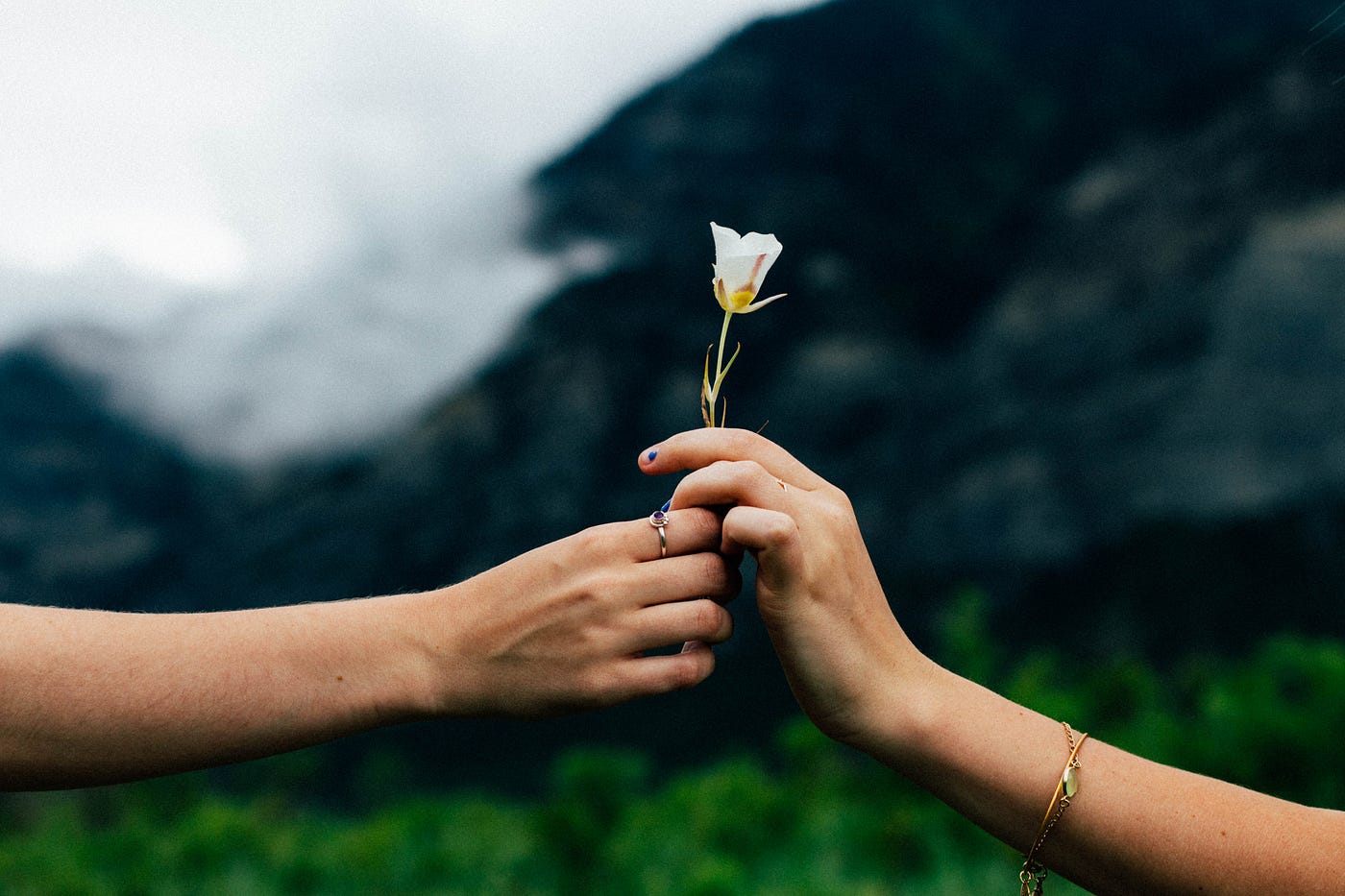 Two hands passing a single flower to each other.