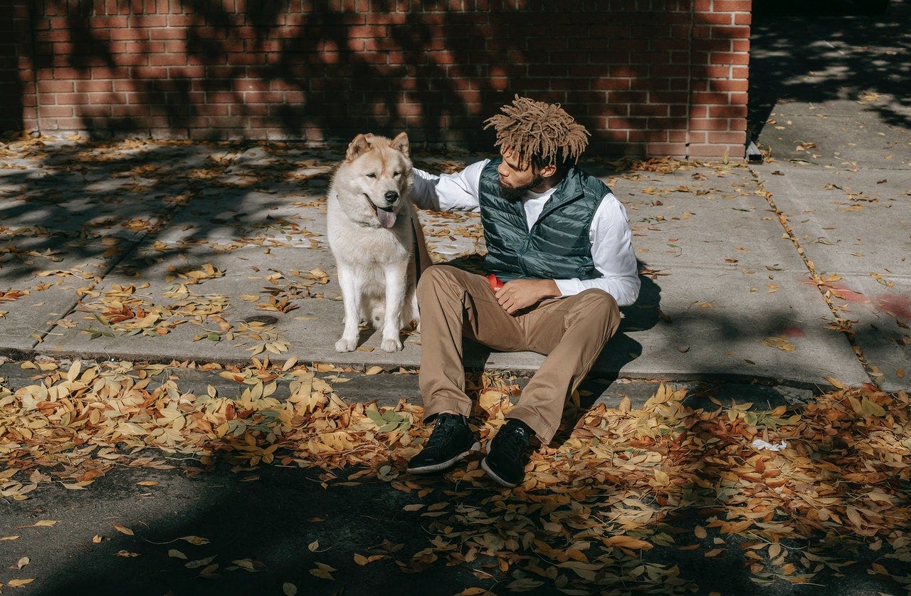 7 Reasons Why Stray Dogs Deserve More Love Predict