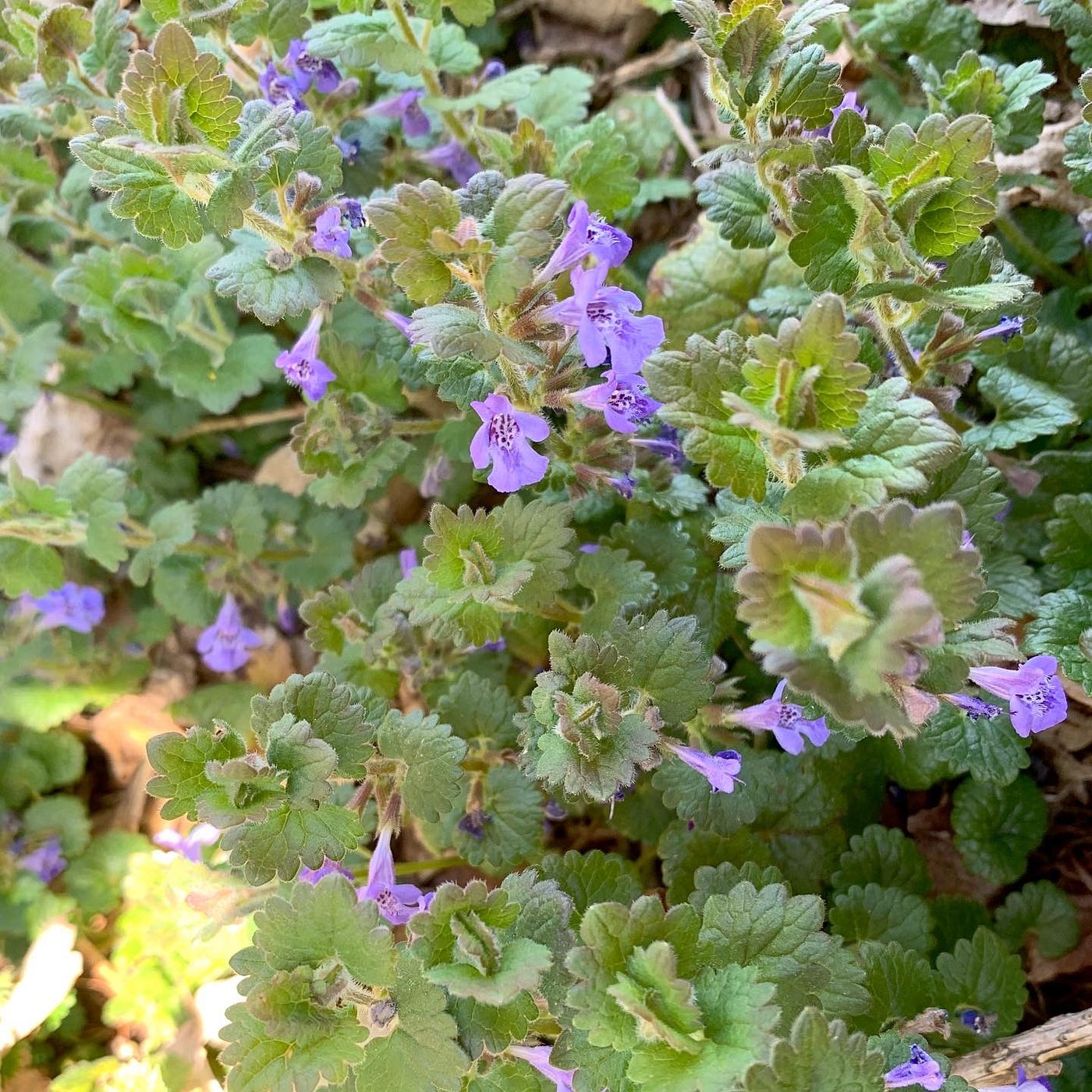 ヤギのフレッシュチーズ カキドオシの香り 野草レシピを少しづつシェアしたいと思いつつ なかなか時間が取れず それにしてもこ By 桂子 Keiko 日本語で読む Medium